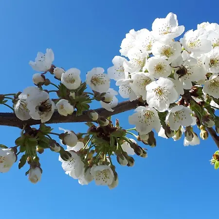 Le Petit Nid Du Quercy 住宿加早餐酒店
